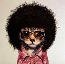 funkadelic cat 2