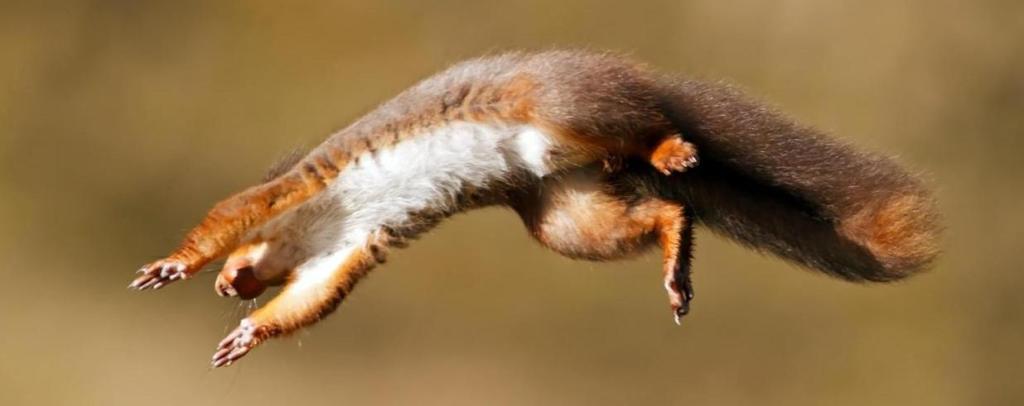 Say What?!? Saturday:&nbsp;Squirrel