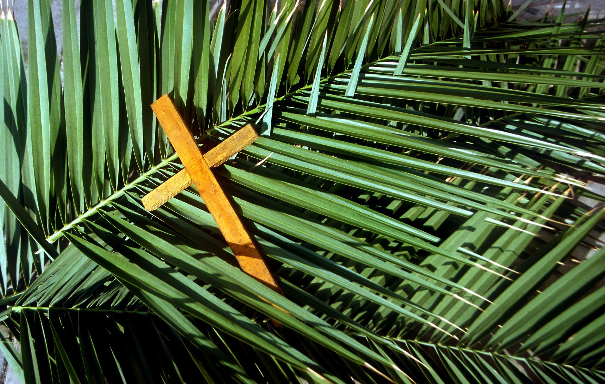 a palm and a cross