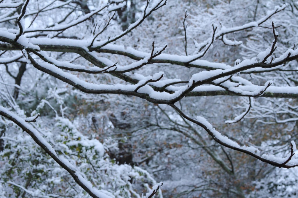 Say What?!? Saturday:&nbsp;Musings