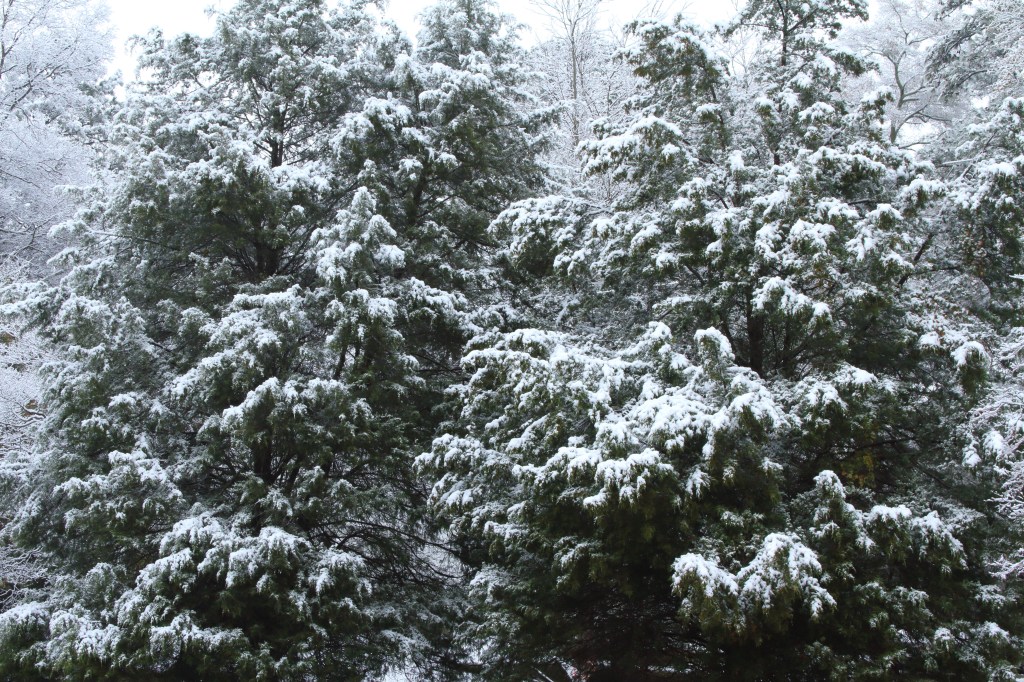 Say What?!? Saturday: Chrismtas Eve, Eve&nbsp;lol