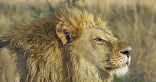 Therapeutic Tuesday: Chase, Stalk, Jump,&nbsp;Slay