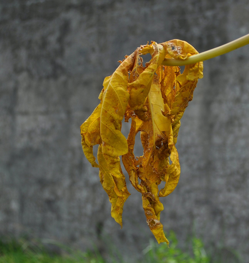 withered leaf