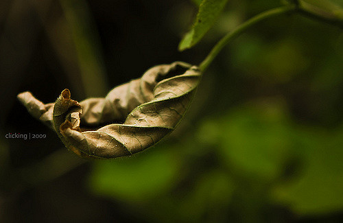 withering leaf