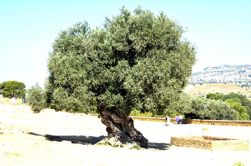 This is a picture of an olive tree