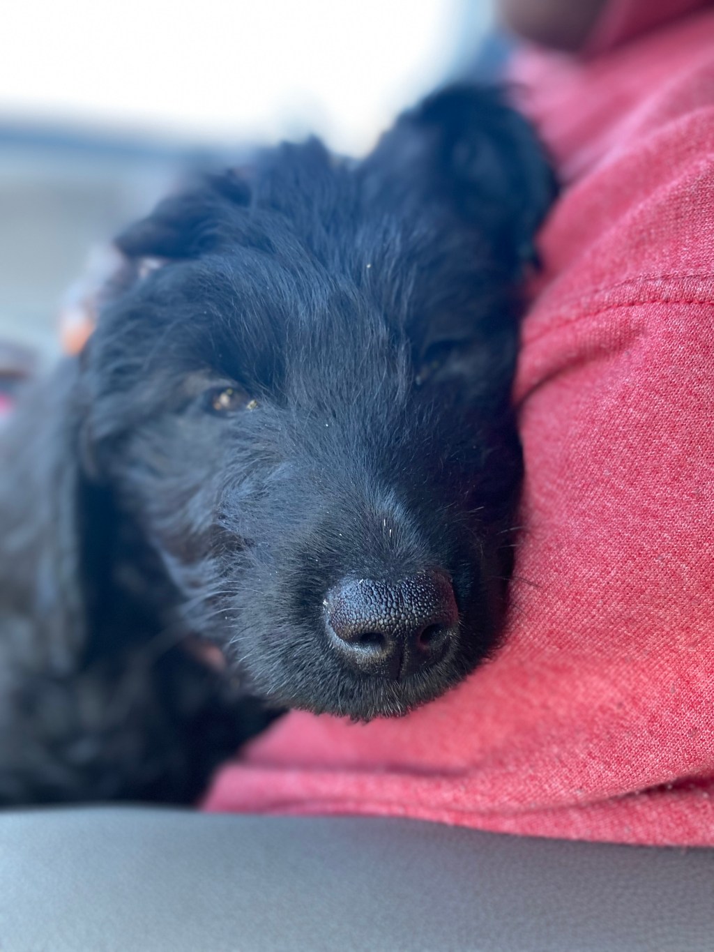 Allegory of a&nbsp;Puppy